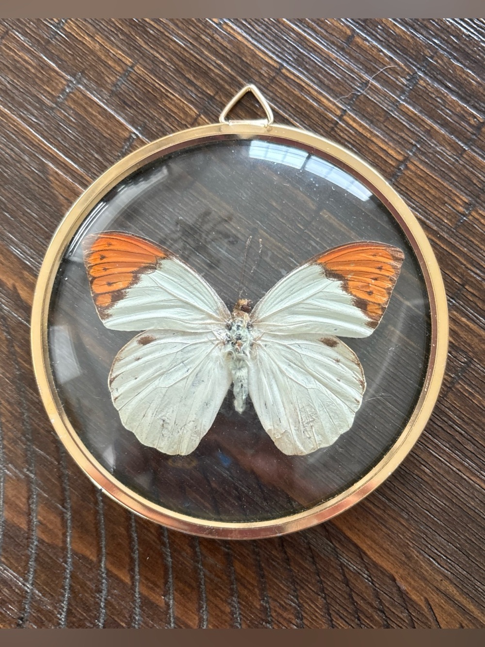 Taxidermy Butterfly Hanging Hook Glass Gold Frame Vintage Great Orange Tip